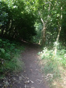 Post Hill woodland path