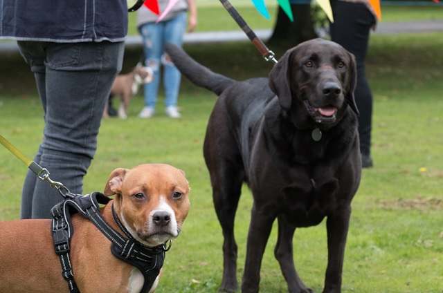 Armley park dogs show