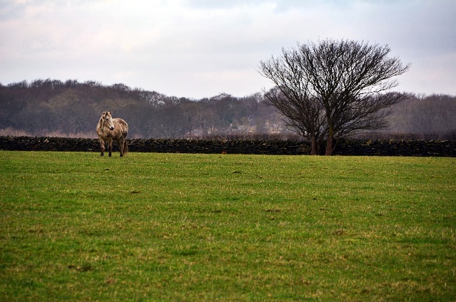 farnley woods 2