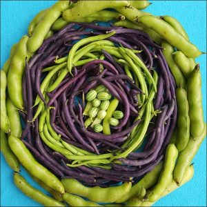 allotment beans