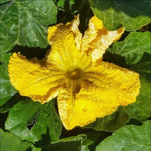 allotment squash