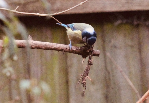 west leeds birds 3