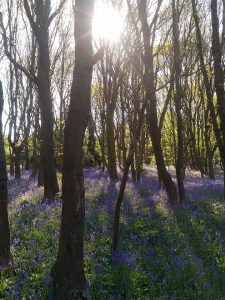 Bluebells bramley fall woods 1