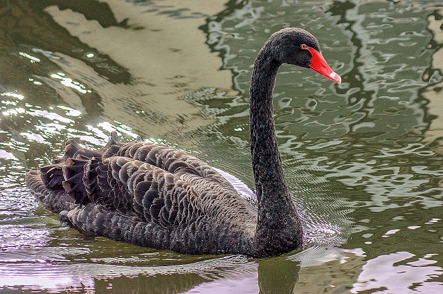 black swan rodley canal