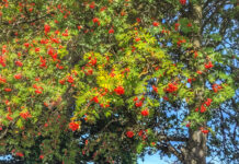 In photos: Red berries and flowers in Bramley and Horsforth